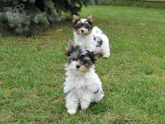 PoulaTo: Τα κουτάβια τεριέ Biewer yorkshire